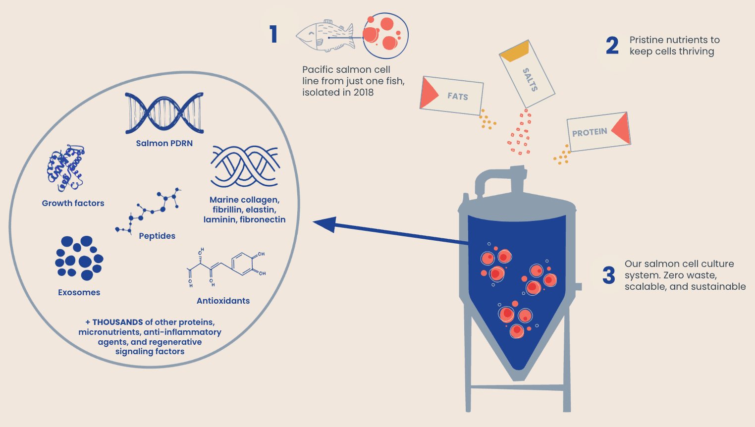 How MCC is made: salmon cell line, nutrient inputs, and cell culture system