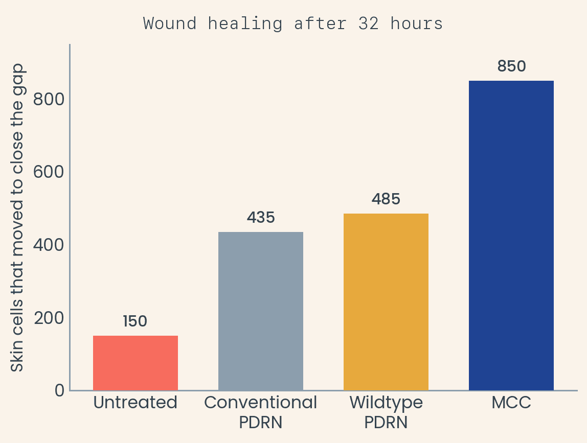 Wound healing after 32 hours